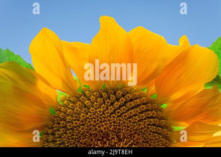 États-Unis, État de Washington, Seabeck. Fleurs de tournesol en gros plan. Banque D'Images