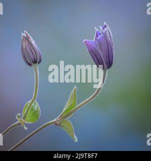 États-Unis, État de Washington, Seabeck. Gros plan sur les bourgeons de Clematis. Banque D'Images