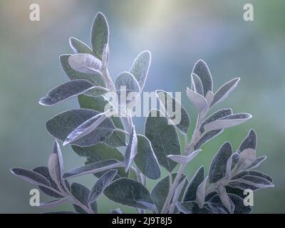 États-Unis, État de Washington, Seabeck. Senecio laisse de près. Banque D'Images