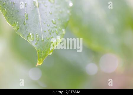 États-Unis, État de Washington, Seabeck. Gouttes de pluie sur la feuille de lilas. Banque D'Images