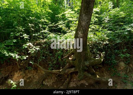 Mur de pente rocheuse loess dans la forêt sombre le jour du printemps. Les racines de l'arbre sont visibles sur la surface. Érosion du sol. Concept d'arrière-plan naturel Banque D'Images