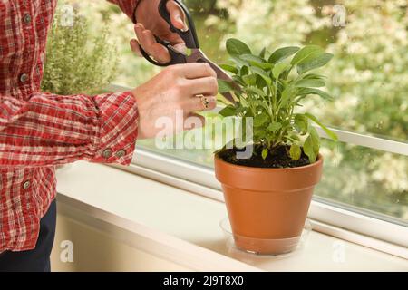 Issaquah, État de Washington, États-Unis. Femme tailler une feuille d'une plante herbacée Berggarten Sage reposant sur un rebord de fenêtre. (M.) Banque D'Images