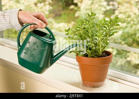 Issaquah, État de Washington, États-Unis. Femme arroser une plante grecque d'herbes origan qui est assise sur un rebord de fenêtre. (M.) Banque D'Images