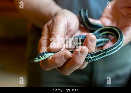 Issaquah, État de Washington, États-Unis. Homme tenant un serpent garter. (M.) Banque D'Images