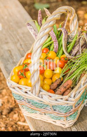 Issaquah, État de Washington, États-Unis. Panier de produits biologiques fraîchement récoltés, y compris les tomates cerises rouges, les tomates cerises jaunes (Gold Nugget), gre Banque D'Images