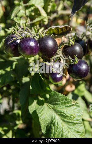 Leavenworth, État de Washington, États-Unis. Indigo Ruby tomates cerises en croissance. Le fruit de cette variété inhabituelle contient des concentrations élevées d'anthocyanine, un natu Banque D'Images