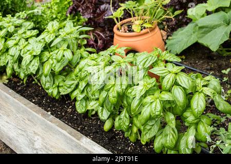 Issaquah, État de Washington, États-Unis. Plantes de basil Genovese poussant dans un jardin de lit surélevé en été. C'est l'un des basils les plus populaires pour nous culinaire Banque D'Images