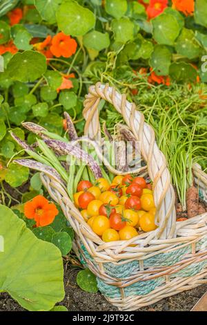 Issaquah, État de Washington, États-Unis. Panier de produits biologiques fraîchement récoltés, y compris les tomates cerises rouges, les tomates cerises jaunes (Gold Nugget), gre Banque D'Images