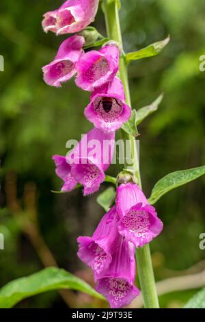 Issaquah, État de Washington, États-Unis. Le Foxglove commun (Digitalis purpurea) est un vivace ou bisannuel, et a des pointes de fleurs tubulaires. Une abeille bourdonneuse est p Banque D'Images