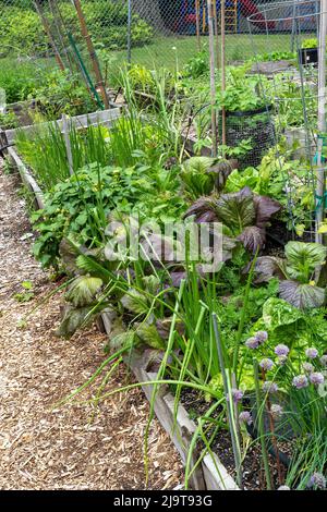 Issaquah, État de Washington, États-Unis. Jardin communautaire à lit surélevé au printemps avec moutarde à vagues vertes, oignons, ciboulette, laitue, pommes de terre, paille Banque D'Images