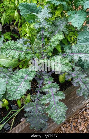 Issaquah, État de Washington, États-Unis. Usine de kale russe rouge. Il pousse des feuilles qui sont plates, dentées, gris-vert feuilles avec des tiges et des veines pourpres vraiment Banque D'Images