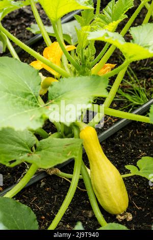 Issaquah, État de Washington, États-Unis. Plante de squash d'été poussant dans un jardin. La courge crookneck est bulbeuse au fond et mince et courbée au sommet. Il Banque D'Images