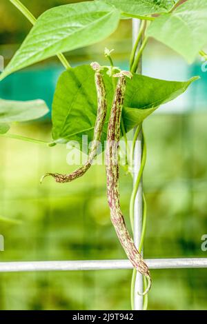 Issaquah, État de Washington, États-Unis. Haricots polaires biologiques Weinlanderin poussant sur un treillis métallique. Ces grains ont des gousses vert clair tendres et sans stringless avec Banque D'Images