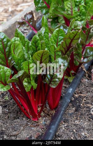 Issaquah, État de Washington, États-Unis. Plantes Ruby Red Chard hivernales dans un jardin de printemps. Ce verger suisse est attrayant, délicieux et nu Banque D'Images