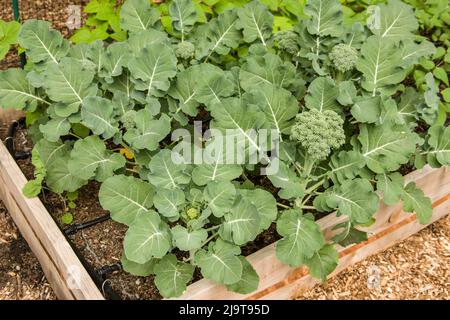 Issaquah, État de Washington, États-Unis. Brocoli de vent bleu poussant dans un jardin potager de lit surélevé avec la bande de cuivre répulsif de limace et un goutte irrigation sy Banque D'Images