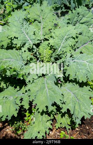 Issaquah, État de Washington, États-Unis. Usine russe Red Kale. Ce kale à l'ancienne est également connu sous le nom de brocoli canadien, de Jack Ragged et de kale russo-sibérien. Banque D'Images