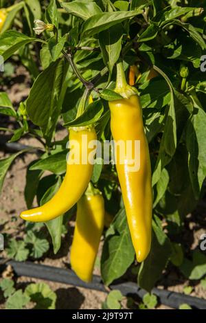 Leavenworth, État de Washington, États-Unis. Culture de la plante du poivron de carotte bulgare. Ce poivre chaud passe du vert au jaune à l'orange fluorescent. Banque D'Images