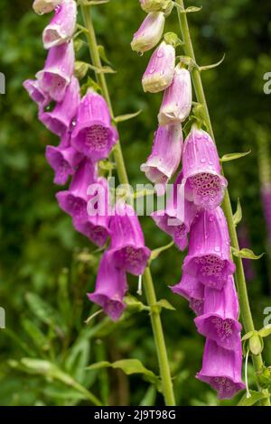 Issaquah, État de Washington, États-Unis. Le Foxglove commun (Digitalis purpurea) est un vivace ou bisannuel, et a des pointes de fleurs tubulaires. Banque D'Images