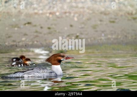 Issaquah, État de Washington, États-Unis. Femelle de canard Merganser et ses canetons nageant dans le parc national du lac Sammamish. Banque D'Images