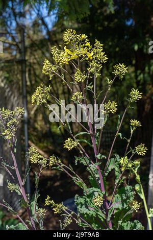 Issaquah, État de Washington, États-Unis. Gros plan du Kale russe rouge hiverné avec des fleurs et des fleurs au début du printemps. Banque D'Images