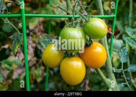 Issaquah, État de Washington, États-Unis. Lever de soleil plante de tomate bourdon avec des tomates à divers stades de maturité. Banque D'Images