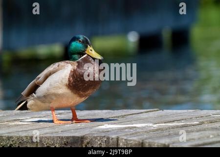 Issaquah, État de Washington, États-Unis. Mallard mâle sur une jetée à côté du parc national du lac Sammamish. Banque D'Images