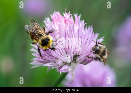 Issaquah, État de Washington, États-Unis. Bumblebee de Yellow Head (Bombus flavifrons) pollinisant une fleur de ciboulette Banque D'Images