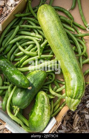 Issaquah, État de Washington, États-Unis. Boîte de haricots verts fraîchement récoltés, concombres et courgettes vertes Banque D'Images