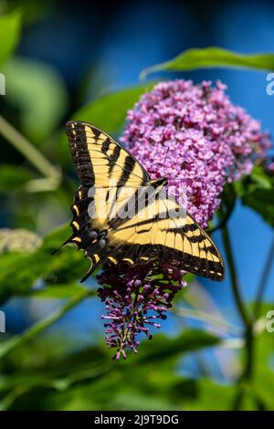 Issaquah, État de Washington, États-Unis. WESTERN Tiger Swallowtail papillon pollinisant un papillon Bush. Banque D'Images