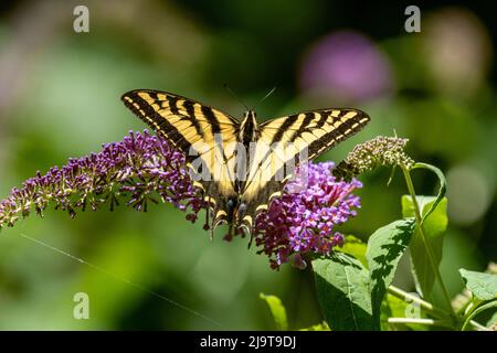 Issaquah, État de Washington, États-Unis. WESTERN Tiger Swallowtail papillon pollinisant un papillon Bush. Banque D'Images