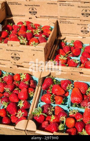 Issaquah, État de Washington, États-Unis. Pintes de fraises à vendre sur un marché agricole Banque D'Images