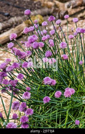 Issaquah, État de Washington, États-Unis. La ciboulette (Allium schoenoprasum) plante en fleur Banque D'Images