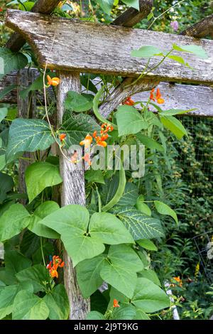 Issaquah, État de Washington, États-Unis. Les haricots de la scarlet Runner poussent sur un treillis. Banque D'Images