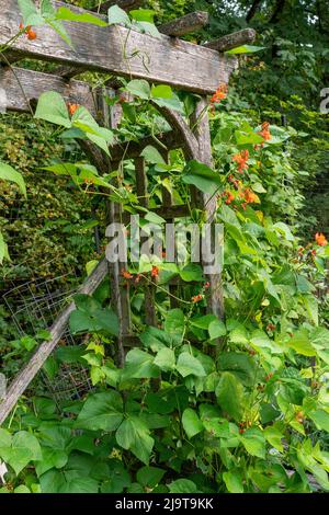 Issaquah, État de Washington, États-Unis. Les haricots de la scarlet Runner poussent sur un treillis. Banque D'Images