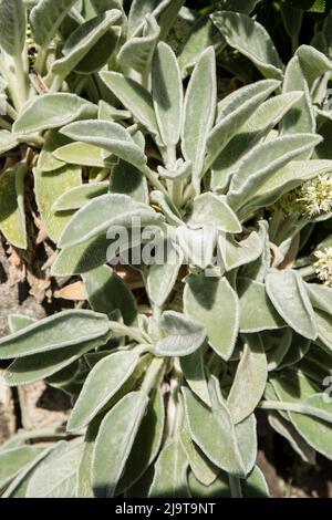 Bellevue, État de Washington, États-Unis. Tapis d'argent Lamb's-ear plantes en croissance. Banque D'Images