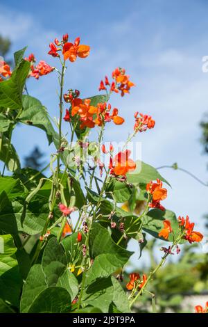 Issaquah, État de Washington, États-Unis. Écarlate Runner, haricots avec fleurs Banque D'Images