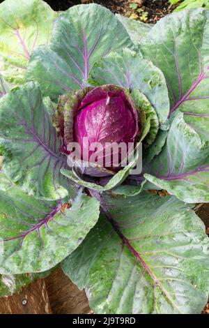 Issaquah, État de Washington, États-Unis. Plante de chou rouge, prête à la récolte. Banque D'Images