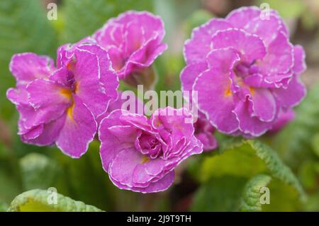 Floraison printanière de la belle Primrose (Primula) dans un jardin, gros plan Banque D'Images