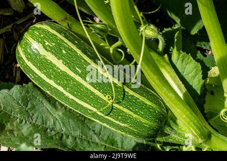 Issaquah, État de Washington, États-Unis. Bush Baby Zucchini sur la vigne. Banque D'Images