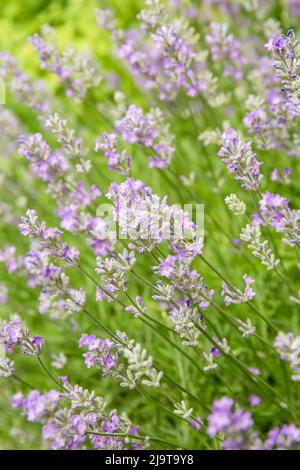 Issaquah, État de Washington, États-Unis. Plantes de lavande en fleur Banque D'Images