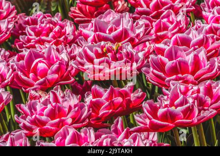Tulipes, Comté de Skagit, État de Washington. Banque D'Images
