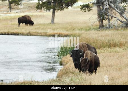 Bison américaine le long de la rivière nez Perce en automne, parc national de Yellowstone, rivière nez Perce, Wyoming Banque D'Images