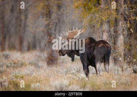 Bull orignal, parc national de Grand Teton, Wyoming Banque D'Images