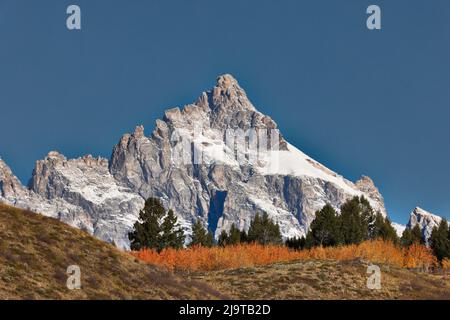 Aspen grove en face de Teton Range, parc national de Grand Teton, Wyoming Banque D'Images