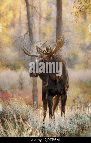 Bull orignal en automne, parc national de Grand Teton, Wyoming Banque D'Images