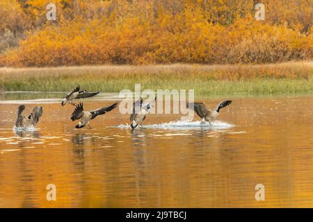 Les oies du Canada atterrissent et réfléchissent sur l'eau, parc national de Grand Teton, Wyoming Banque D'Images