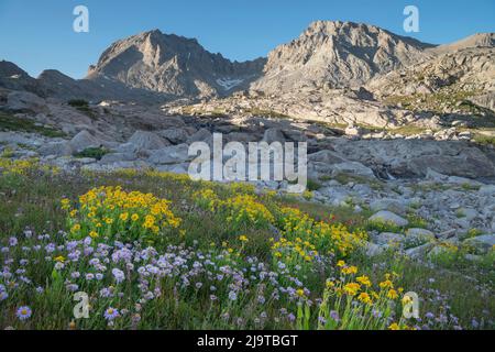 Champ de fleurs sauvages composé d'Asters pourpres et d'Arnica jaune dans le bassin indien, la région sauvage de Bridger, Wind River Range, Wyoming. Banque D'Images