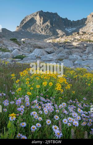 Champ de fleurs sauvages composé d'Asters pourpres et d'Arnica jaune dans le bassin indien, la région sauvage de Bridger, Wind River Range, Wyoming. Banque D'Images