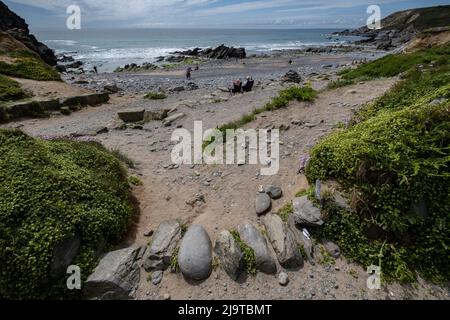 La plage rocheuse de Dollar Cove à Cornwall, en Angleterre. Banque D'Images