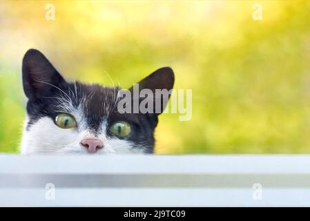 Un chat drôle sort de la rue dans la fenêtre, copier l'espace. Banque D'Images